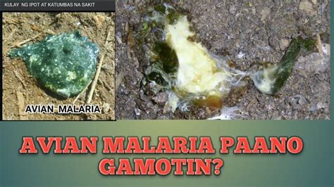 ipot ng manok na may sakit|Paano Gamutin Ang Avian Malaria Sa Manok, Kulay .